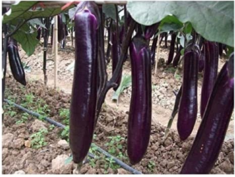 PREMIER SEEDS DIRECT - Aubergine - Long Purple - 900 Seeds