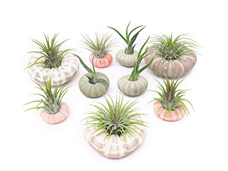Air Plant Sea Urchin Kit (9 Variety Pack) - Natural Shell Containers / Holders for Live Tillandsia - Multicolor Stand / Jellyfish Pot for Indoor Home Decor by Aquatic Arts