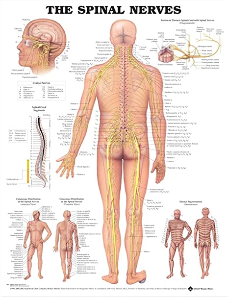 Anatomical Chart The Spinal Nerves