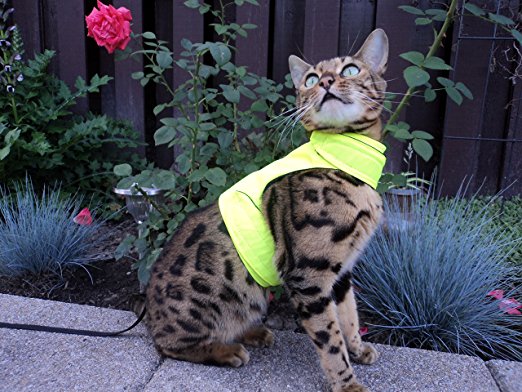 Mynwood Cat Jacket/Harness High Viz Adult Cat