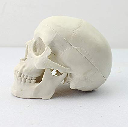 Dental Power Mini Human Medical Anatomical Head Bone Skull Bone Model