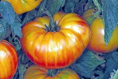 9GreenBox - Pineapple Tomato - 30 Seeds
