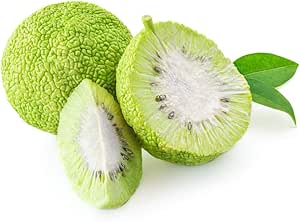 20 Osage Orange Tree Seeds - Exotic Fruit Tree