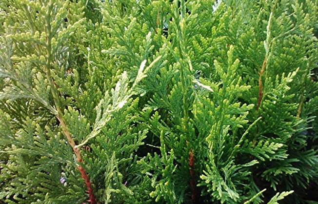 Sandys Nursery Online Thuja Green Giant Arborvitae Live Plants Lot of 30 trees - ships in 3 inch deep pots 12-18 inches tall with soil   (1) August Beauty Gardenia Starter Plant