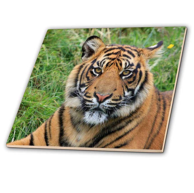 3dRose 3D Rose Lovely Tiger - Ceramic Tile, 12-inch (ct_182197_4),