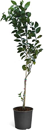 Brighter Blooms Nules Clementine Dwarf Fruit Tree - Large Trees - Grow Delicious Clementine Oranges Anywhere in The USA (Live Potted Plant) - 5-6 ft.