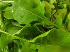 1,000  Arugula Seeds- Rocket Salat (Roquette) Heirloom Variety