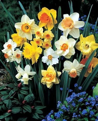 60 Days of Daffodils 25 Bulbs - Blooms February Thru April! - 12/14 cm Bulbs