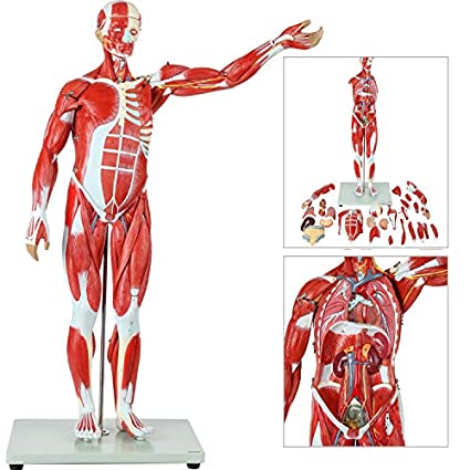 Axis Scientific Human Muscle and Organ Model, 27-Part Half Life-Size Muscular Figure With Removable Organs and Muscle Anatomy, Includes Detailed Full Color Product Manual and Worry Free 3 Year Warranty