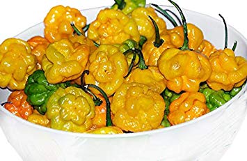 30  ORGANICALLY Grown Yellow Scotch Bonnet Jamaican Hot Pepper Seeds Heirloom Non-GMO Spicy, from USA