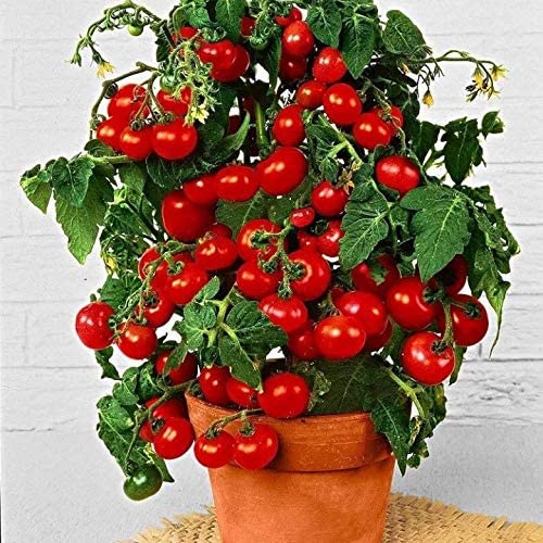 Dwarf Bush Red Tomato Seeds for Planting Around 20 Seeds
