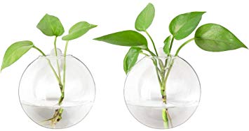 Mkono Wall Hanging Plant Terrariums 2pcs Glass Water Plant Planter, Bubble M