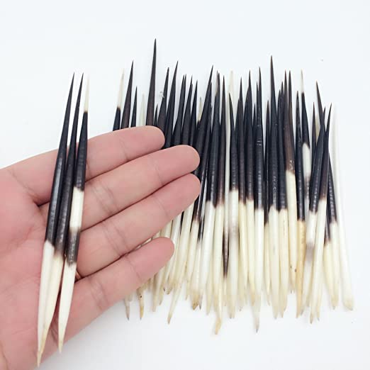PEPPERLONELY 10PC South Africa Porcupine Quills (2-1/2 Inch ~ 5 Inch)