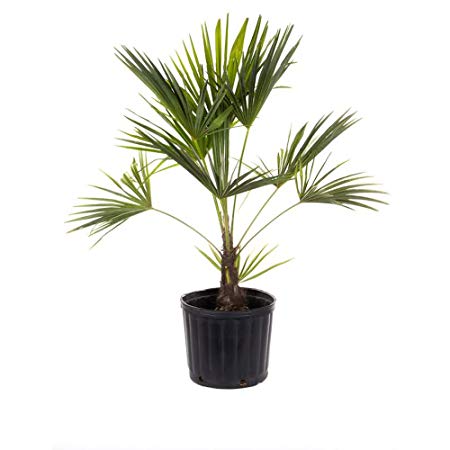 AMERICAN PLANT EXCHANGE Windmill Palm Tree - Cold Hardy 2ft Height Live Plant, 3 Gallon, Indoor/Outdoor Air Purifier