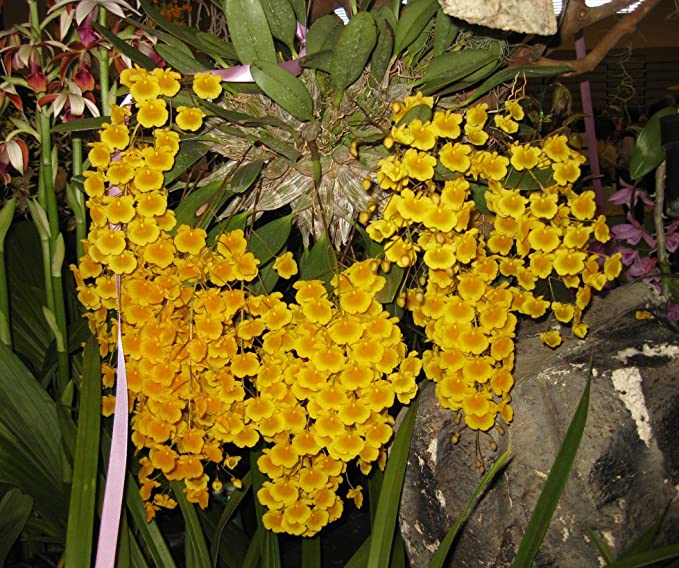 Dendrobium aggregatum- Fragrant Species! Fantastic- Easy to Grow! Must Have! Orchid Plant