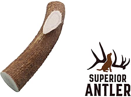 1-X Large Antler, Whole, Single Pack - XL All Natural Premium Grade A. Antler Chew. Naturally Shed, Hand-Picked, and Made in The USA. NO Odor, NO Mess. Guaranteed Satisfaction. for Dogs 45-90 Lbs