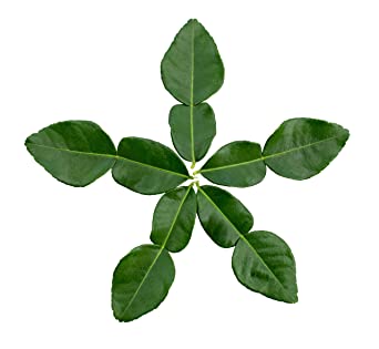 Fresh Kaffir Lime Leaves (100 grams) - USDA Certified - Large, Aromatic, Natural Essential Oils - US Citrus