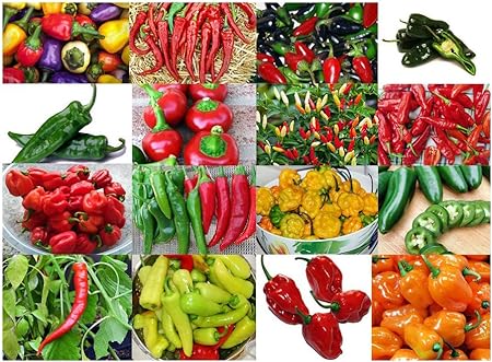 Please Read! This is A Mix!!! 30  Hot Pepper Mix Seeds, 16 Varieties Heirloom Non-GMO Habanero, Tabasco, Jalapeno, Yellow and Red Scotch Bonnet, Ships from USA
