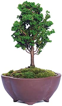 Brussel's Bonsai Live Dwarf Hinoki Cypress 'Sekka' Outdoor Bonsai Tree-4 Years Old 6" to 10" Tall with Decorative Container, Small