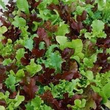 Hart Seed Organic Lettuce Bistro Blend 2G