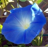 Hirts Heavenly Blue Morning Glory - 1500 Seeds - UNTREATEDFRESH