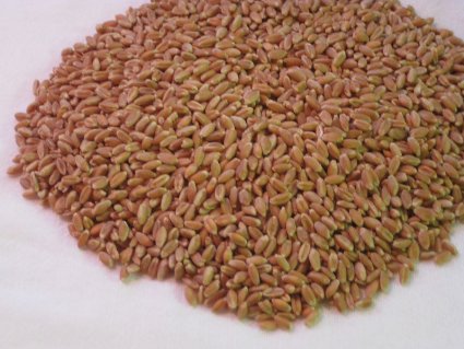 Certified Organic Wheatgrass Seeds for Sprouting 1lb