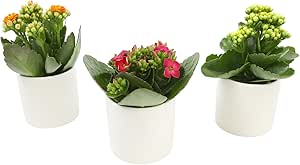 Kalanchoe Flower Plants 3PK in White Pots, Desk Plant Decor, Live Succulent Gifts for Plant Lovers Gift Ideas, Kalanchoe Plants Live Houseplants, Live Succulents Plants Live Flowers by Plants for Pets