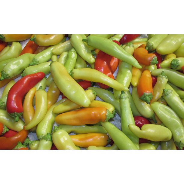 Hungarian Hot Wax Chile Pepper - 3 Live Plants 3" Pots