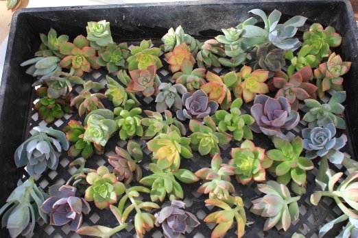25 Succulent ROSETTE style CUTTINGS great for Vertical Gardens Weddings and Wreaths