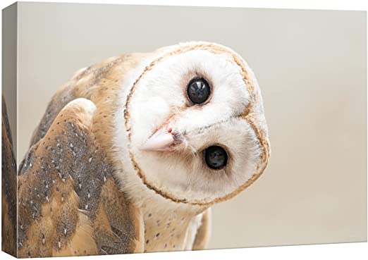SIGNFORD Canvas Print Wall Art White Owl with Twisted Head Animals WildLife Photography Realism Rustic Portrait Relax/Calm Cool for Living Room, Bedroom, Office - 12"x18"