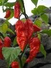 WORLDS HOTTEST* BHUT GHOST PEPPERS*25 seeds*RARE* #1037