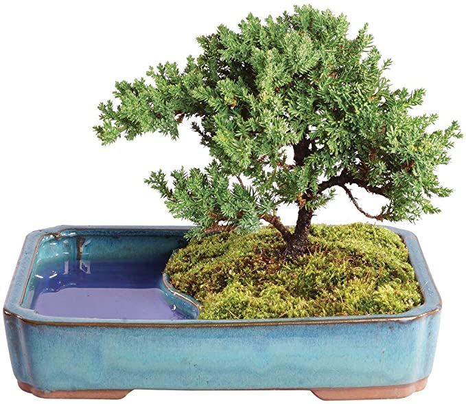 Brussel's Bonsai Live Green Mound Juniper Outdoor Bonsai Tree in Water Pot-4 Years Old 8" to 10" Tall