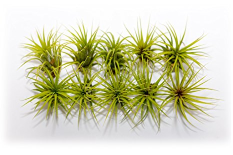 Hinterland Trading Ten Pack of Air Plant Tillandsia Ionantha Guatemala