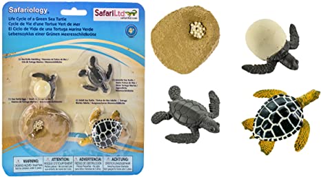 Safari Ltd Life Cycle of a Green Sea Turtle