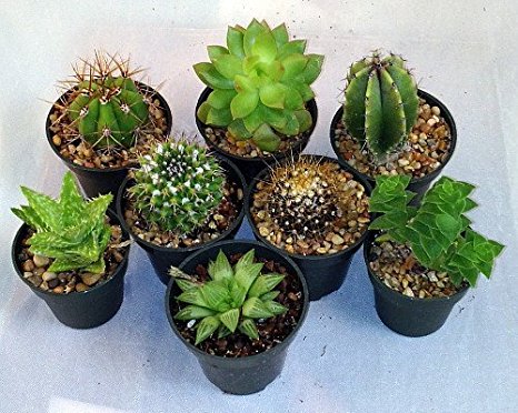 Instant Cactus/Succulent Collection - 8 Plants 2" pots