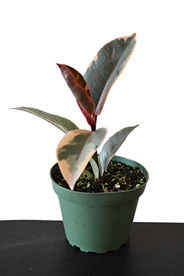 9GreenBox -Tineke Rubber Tree Plant - Ficus - NEW yet very OLD! - 4" Pot