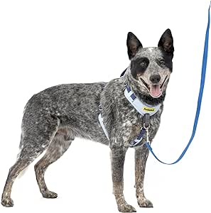 PetSafe Easy Walk Comfort No-Pull Dog Harness Full-Body Padding - Better Walks on The First Use - 5 Points of Adjustment Medium/Large, Blue