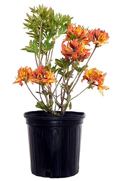 Azalea 'Gibraltar' (Exbury Azalea) Shrub, orange flowers, #2 - Size Container