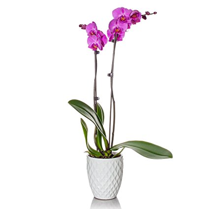 Just Add Ice Phalaenopsis Orchid