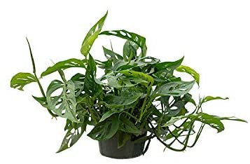 PlantVine Monstera adansonii, Monstera Plant, Swiss Cheese Philodendron - Large, Hanging Basket - 8-10 Inch Pot (3 Gallon), Live Indoor Plant