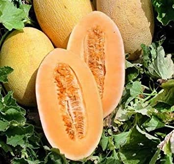 30  Hami Melon Seeds Honey Sweet Chinese Non-GMO Heirloom