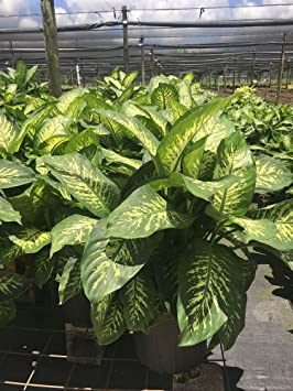 PlantVine Dieffenbachia Amoena 'Tropic Snow', Dumb Cane - Extra Large - 12-14 Inch Pot (7 Gallon), Live Indoor Plant