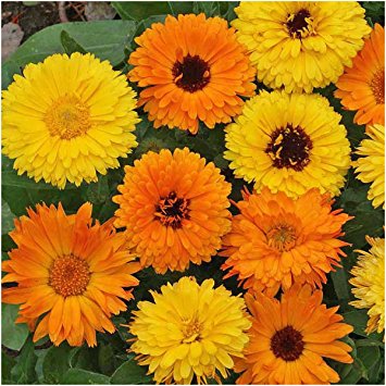 Package of 500 Seeds, Calendula "Pacific Beauty Mixture" (Calendula officinalis) Non-GMO Seeds by Seed Needs