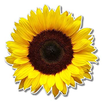 Sunflower Vinyl Sticker - Car Window Bumper Laptop - SELECT SIZE