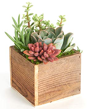Shop Succulents Succulent Centerpiece-Table Wedding, Events, Home Decor-Live Plants in Planter Indoor/Outdoor Wood Box, Natural, 4"