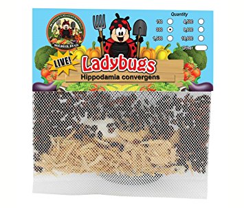 300 Live Ladybugs - Good Bugs - Ladybugs - Guaranteed Live Delivery!