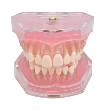 Wecando Dental Demonstration Teeth Model - Standard Study Teaching Dental Mode with All Removable Teeth