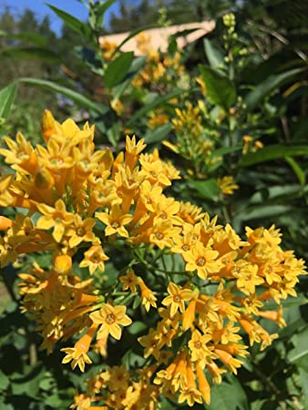 1343 -Night Blooming Yellow Jasmine 7 SeedsVery Rare UPC0764425790259 ROBSRAREANDGIANTSEEDS