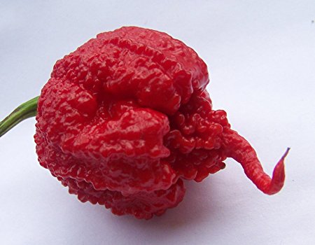 Carolina Reaper HP22B Pepper 50  Premium Seed Packet Record Hottest In The World
