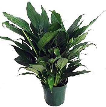 Hirt's Peace Lily Plant - Spathyphyllium - Great House Plant - 8" Pot